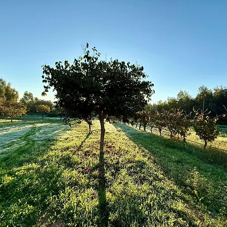 Podere Al Covo - House, Garden & Vineyard - * Alghero
